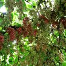 명전계곡 이미지