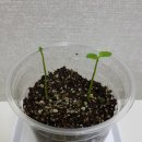 아라사우나 이미지