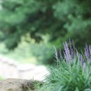 보랏빛향기 이미지