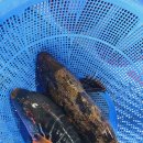 영금정활어회센터 이미지