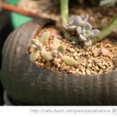 주)골드미인 이미지