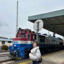 준식당 | 보성 현지인 맛집 추천: 택시 기사님이 알려준 임가네 식육식당 녹돈 후기 (꿀팁)