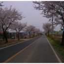 은해사 벚꽃길 이미지