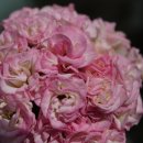 아리위드 이미지