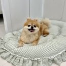 모모펜션 | 가평 애견펜션 추천 독채형 모모애견풀빌라 104호 솔직 후기