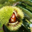 푸른솔농원 이미지