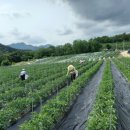 정철농장 이미지