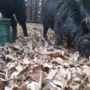 구정염소농장 이미지