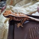 크레닷