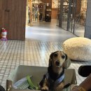 펫앤쿡(pet & cook) | 소노펫 골드 Pet Club 파크뷰 후기