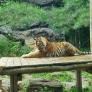 살랑 그루밍 이미지