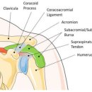 견봉하 점액낭염 - 어깨통증에서 무시되어온 조직. 줄기세포 --＞ 극상근 건 재생 2022년 이미지