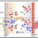 [BRIC 뉴스레터] 다발경화증(multiple sclerosis)을 초래하는 장내미생물 발견 이미지