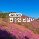 진달래 | 창원 천주산 진달래 실시간 후기+ 주차장 등산 코스 총정리