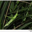 계양산 팔각정 이미지