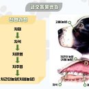 치료멍멍동물병원 | 강아지 치과: 눈 밑이 붓고 고름이? 치근단 농양(치첨 농양) 증상과 안전한 발치 치료 후기 (금호동물병원)