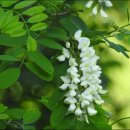 향기4로+향기5로 이미지