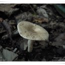 고추젖버섯(황회갈색배젖버섯) Lactarius acris (Fr.) S.F. Gray ハイイロカラチチタケ 이미지