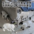 묘신사 그루밍 | 고양이미용 묘신사 경기 광명 무마취 교감 미용