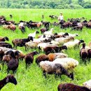 창성목장 이미지