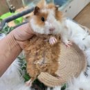 와우펫앤쥬(기장점) 이미지