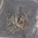 강낭 | 출산 후 붓기차 오티아 흰강낭콩티 내돈내산 후기