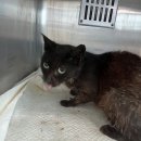 물왕영업소(제3경인고속도로) 이미지