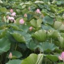 비실연꽃마을 이미지