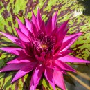 트로픽 펀치 열대수련(Tropic Punch Water Lily) 이미지