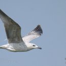 한국재갈매기 Yellow-legged Gull 092 이미지