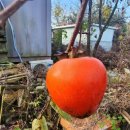 악양시장 이미지