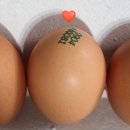 자연같이 팜 이미지