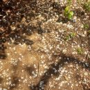 뒷골참샘 이미지