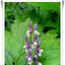 오리궁뎅이 이미지