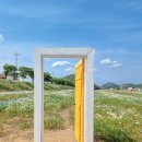 용장천 | 서울근교 꽃구경 서산 샤스타데이지 명소 용장천 충남여행 데이트 드라이브코스 가볼만한곳