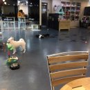 푸푸독 네이버블로그