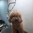 광릉내 애견 이미지