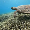 위험한studio | [세소코섬 안치비치] 오키나와 스노클링 산호초, 바다거북 관찰기