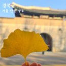 배꼽누리 | 서울 단풍 명소 경복궁 11월19일 후기 입장료 주차장 요금 카페 정보까지