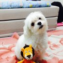 챠밍애견 네이버블로그
