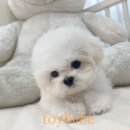 베베토이