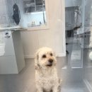 아름답개 이미지