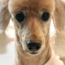 해피애견 미용실 이미지