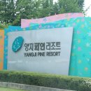 양지파인리조트 네이버블로그