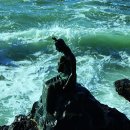 동백섬의 일출 이미지