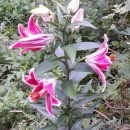 선희농장 이미지