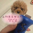 착한슈퍼 | [반려동물] 분리불안 완화 치석제거 슈퍼포우 오래츄 부스터 내돈내산 후기