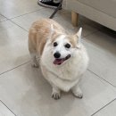 노엘동물병원 | [강남 동물치과병원 메이] 노엘의 치과치료 후기