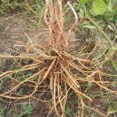 상순이네 하우스 이미지