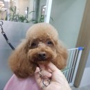 그루밍젤리 이미지